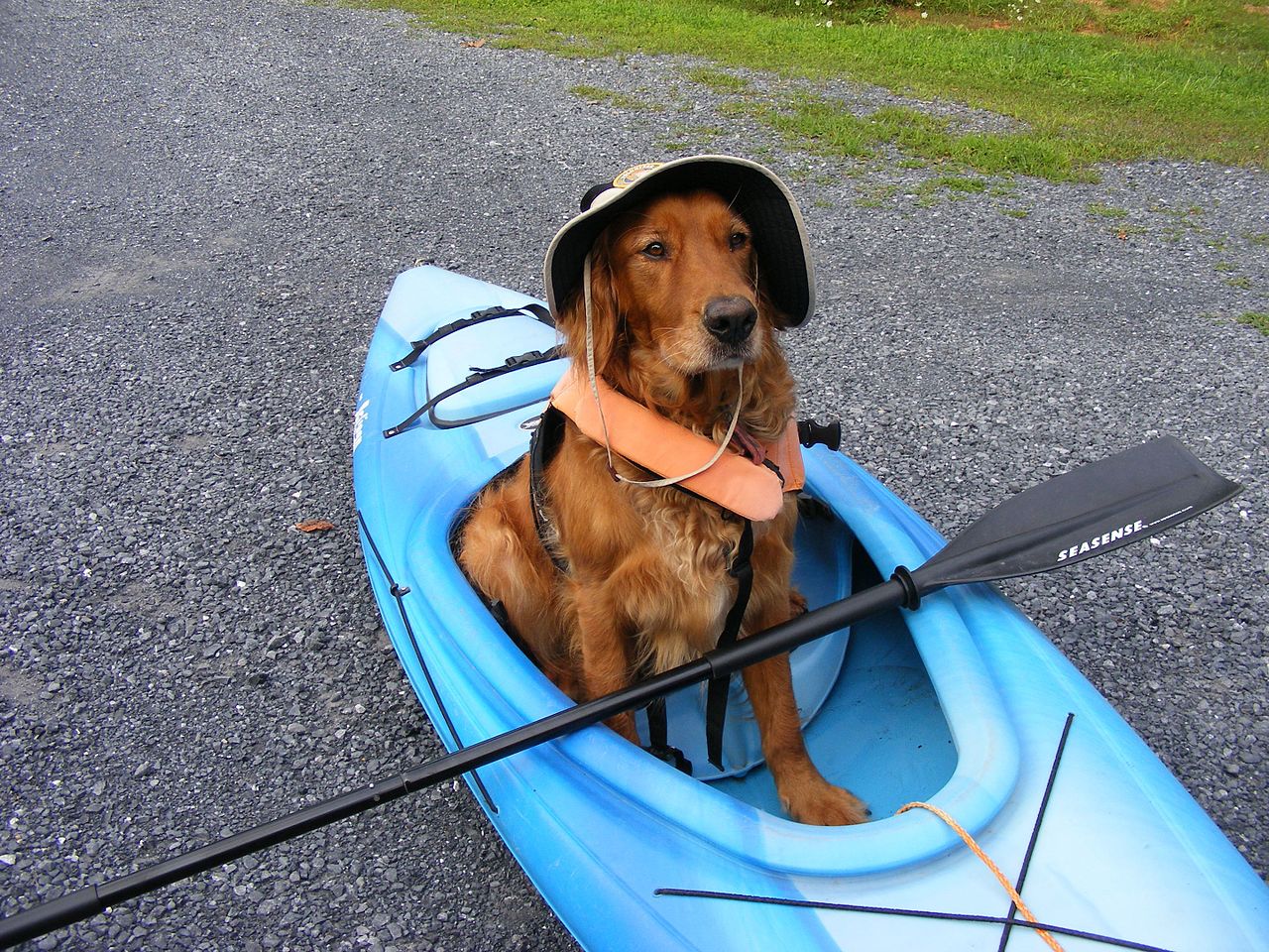8 Best Kayaks for Dogs Top Rated DogFriendly Kayaks (Fall 2023)
