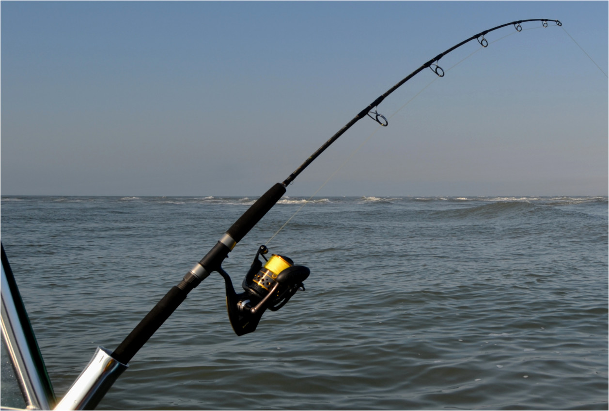 10 Best Saltwater Fishing Rods Reviewed in Detail (Winter 2026)