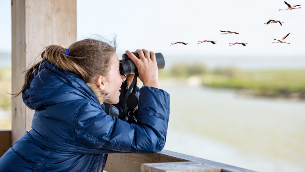10 Best Binoculars for Bird Watching – Easier Way to Spot a Bird! (Spring 2023)