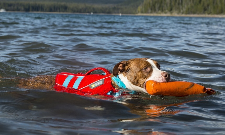 10 Best Dog Life Jackets – Provide Your Pet’s Safety! (Winter 2022)